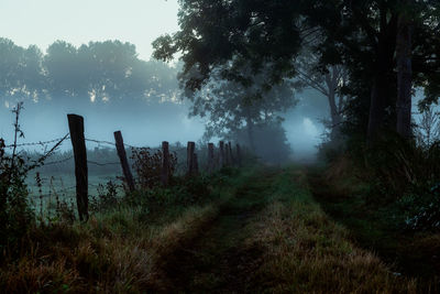 Trees on field against sky during foggy weather