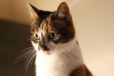 Close up portrait of a beautiful tricolor cat 