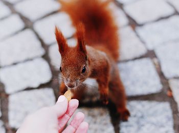 Close-up of hand holding squirrel