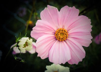 Close-up of pink flower