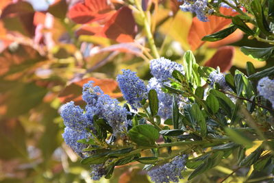 Close-up of purple flowering plant