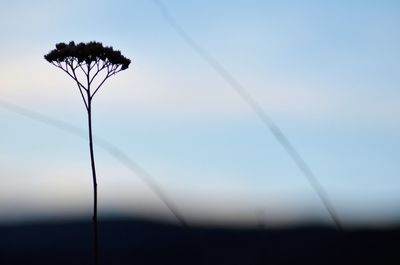 Close-up of plant against sky