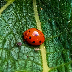 Close-up of ladybug on leaf