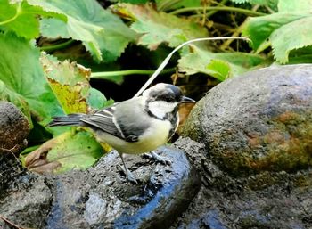 Close-up of bird perching on rock