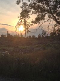 Sun shining through trees