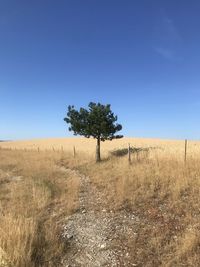Trees on field against clear blue sky