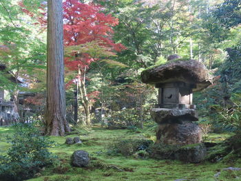 Trees growing in forest