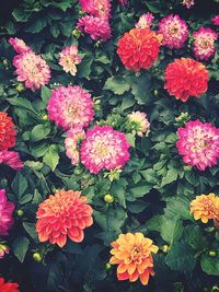 High angle view of pink flowers blooming outdoors