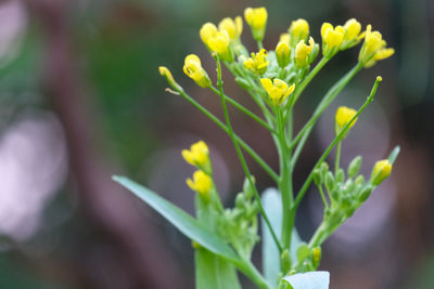 Close-up of flowering plant