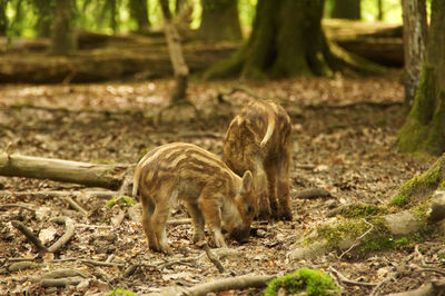 Lion on field in forest