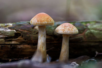 Close-up of mushroom growing on land