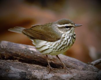 Close-up of bird perching outdoors