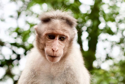 Portrait of monkey looking away