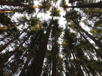 Low angle view of bamboo trees in forest