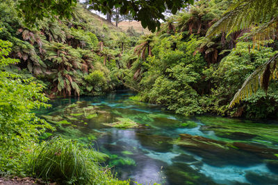 River flowing amidst trees in forest