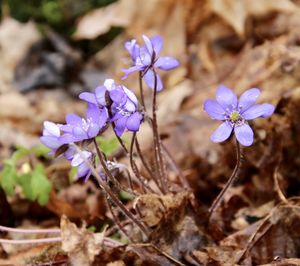 Close-up of purple crocus flowers on field