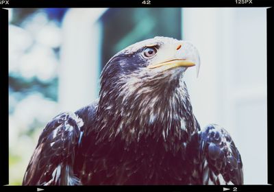Close-up of bird