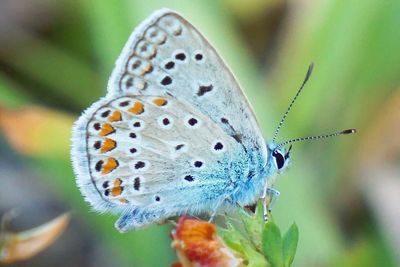 Close-up of butterfly pollinating on flower