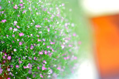 Close-up of flowers growing outdoors