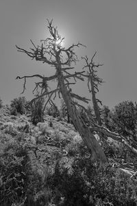 Bare tree on field against sky