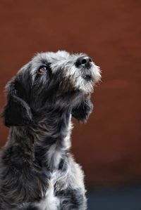 Close-up of a dog looking away