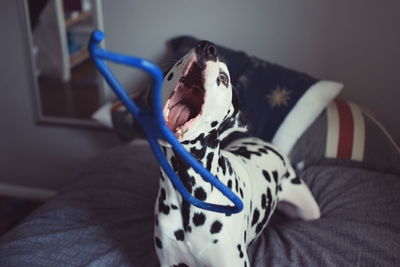 Dalmatian dog holding plastic object in mouth on bed