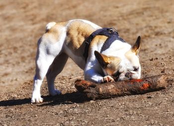 View of dog relaxing on land