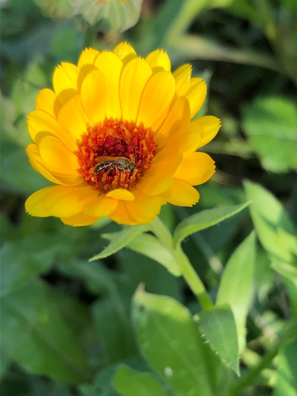 CLOSE-UP OF BEE ON YELLOW FLOWER