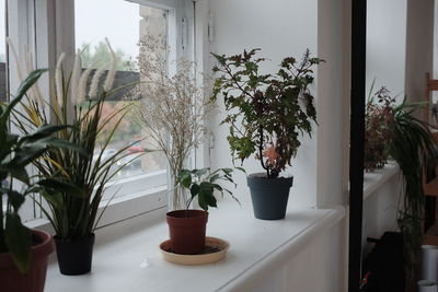 Potted plants on window sill at home