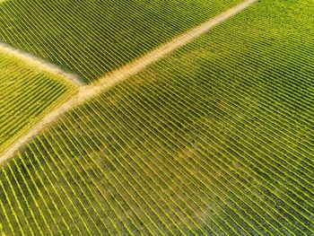 Full frame shot of green field