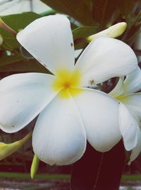 Close-up of frangipani blooming outdoors