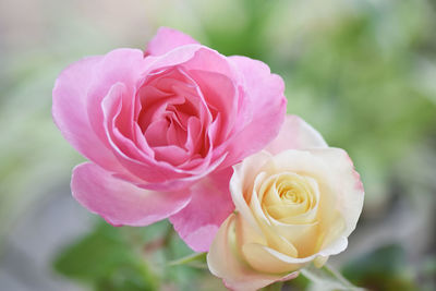 Close-up of pink rose