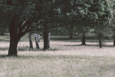 Trees on landscape