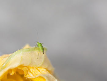Close-up of insect on leaf