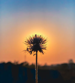 Close-up of plant against sky during sunset