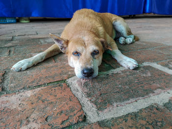 High angle view of dog resting