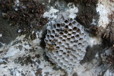 Close-up of bee on rock