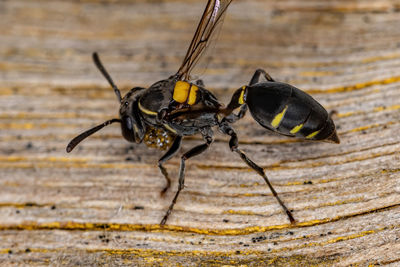 Close-up of insect