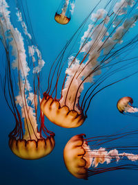 Close-up of jellyfish swimming in sea