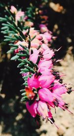 Close-up of pink flower