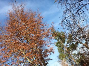 Low angle view of trees against clear sky