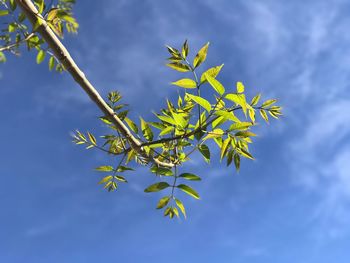 Low angle view of tree against blue sky