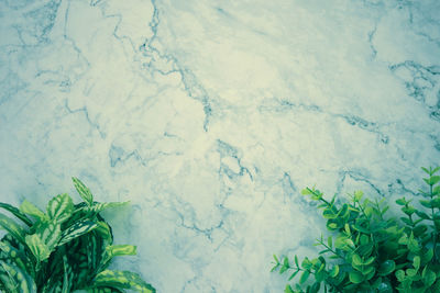 High angle view of plants in water