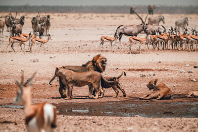 A group of lions preventing other animals from drinking in etosha national park in namibia