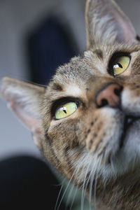 Close-up portrait of cat