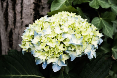 Close-up of white flowers