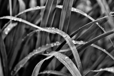 Close-up of wet plant