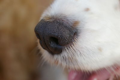 Close-up of dog