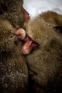 Winter monkeys hugging at snow