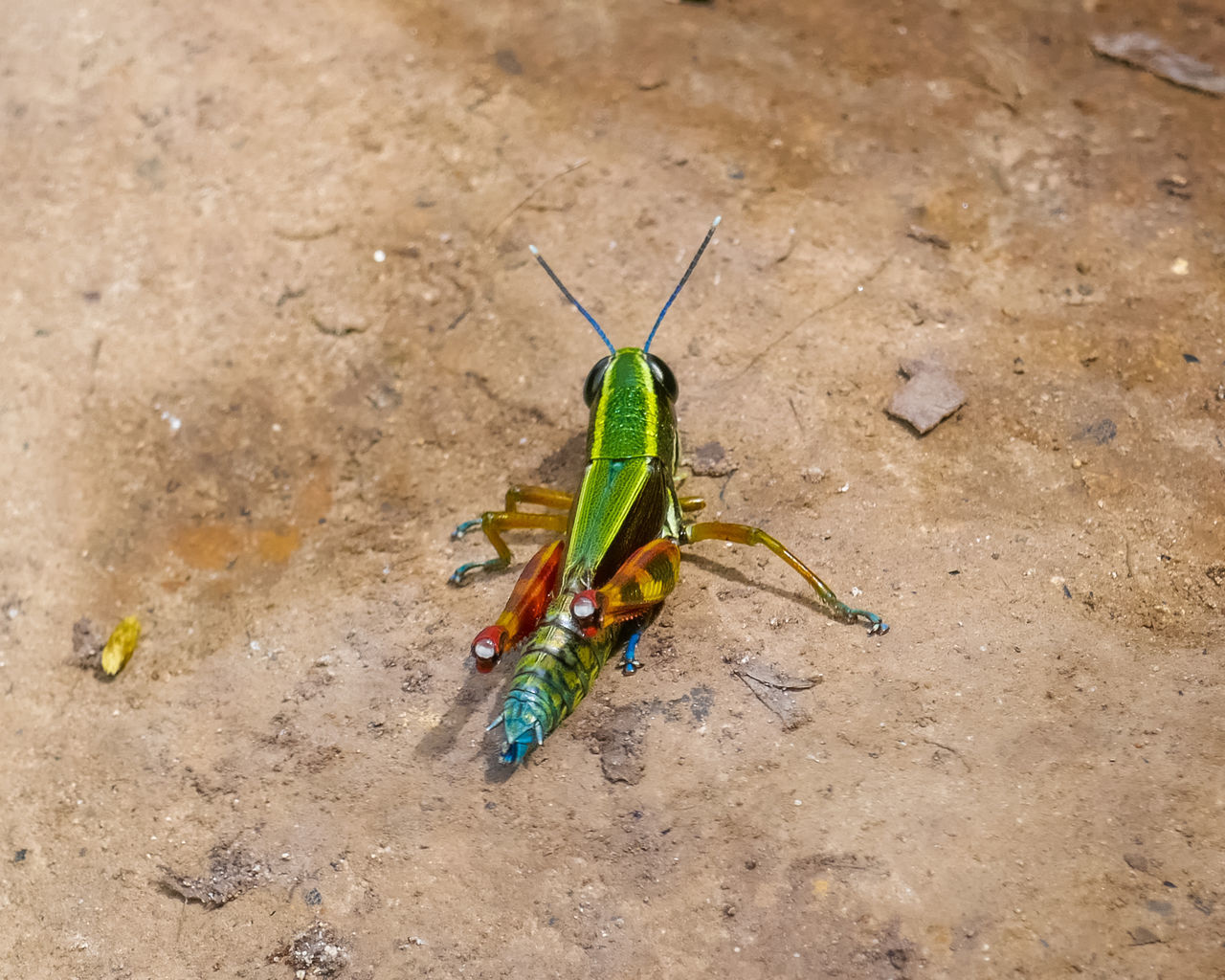 HIGH ANGLE VIEW OF CATERPILLAR